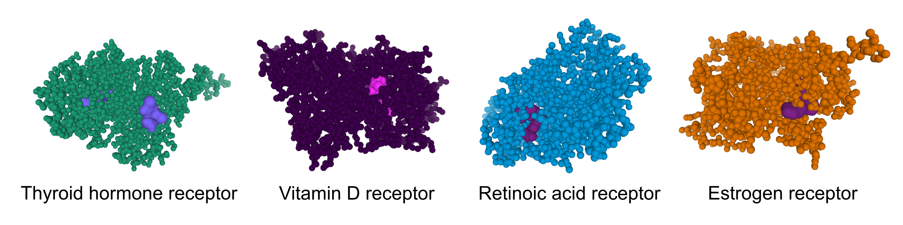 Example of hormone receptors structures