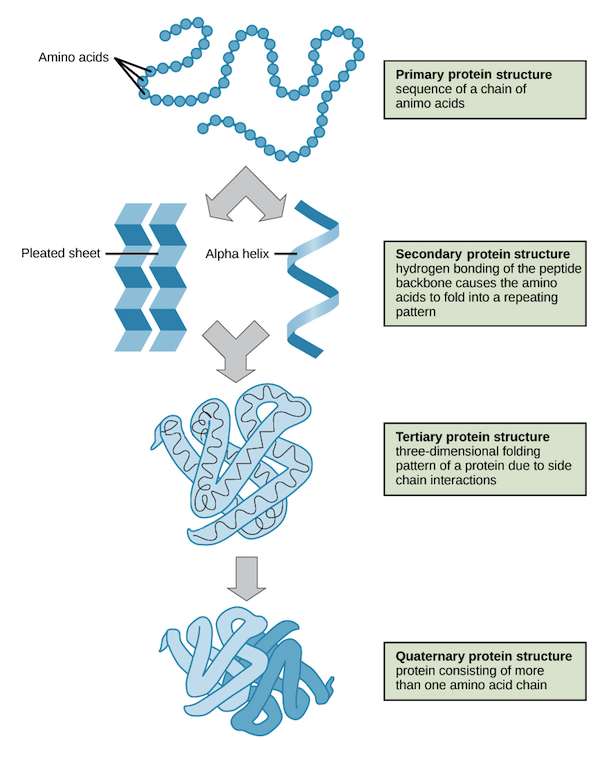 Protein folding illustration