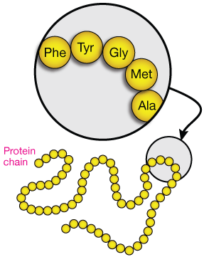 Protein amino acid illustration